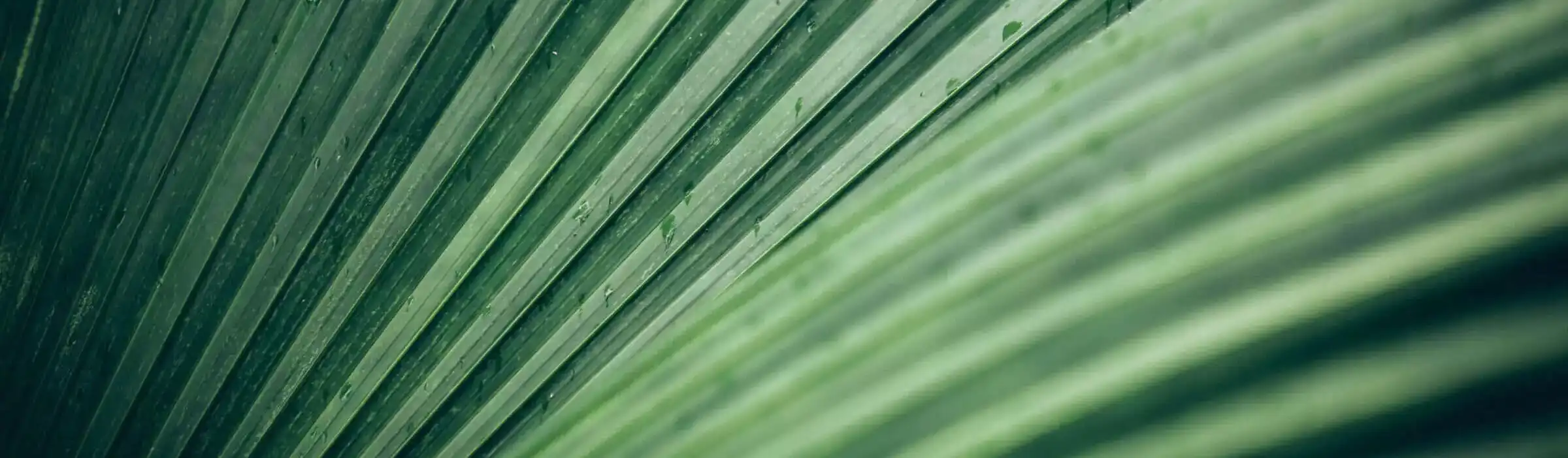 Banner Green Agave - 1031 Luxury Exchange